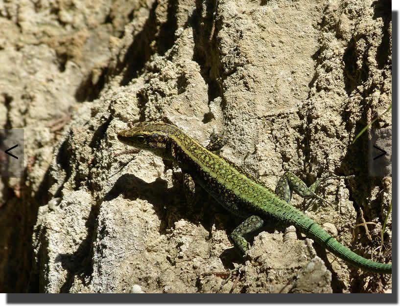 Anatololacerta pelasgiana